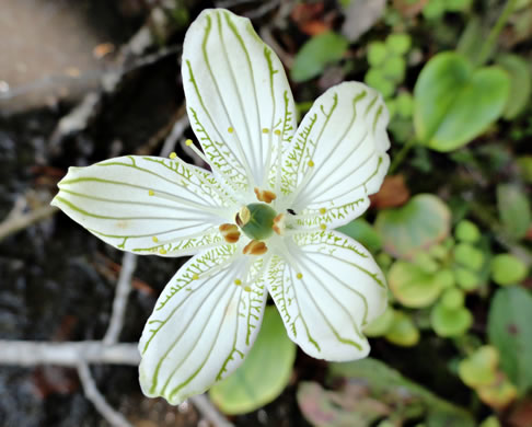 image of Parnassia grandifolia, Bigleaf Grass-of-Parnassus, Limeseep Parnassia