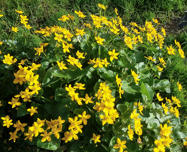 image of Caltha palustris var. palustris, Marsh-marigold, Cowslip