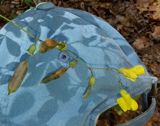 image of Baptisia ×serenae, a hybrid Wild Indigo