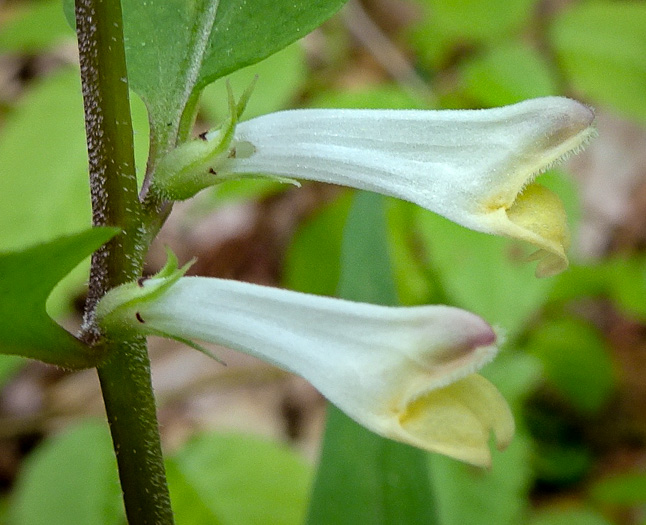 image of Melampyrum lineare, Cow-wheat