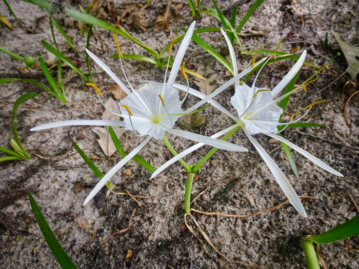 Carolina Spiderlily