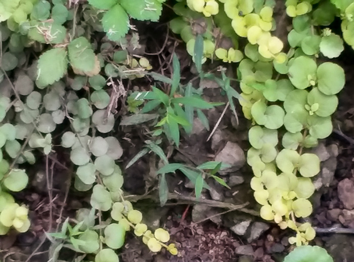 image of Lysimachia nummularia, Moneywort, Creeping Jenny, Creeping Charlie