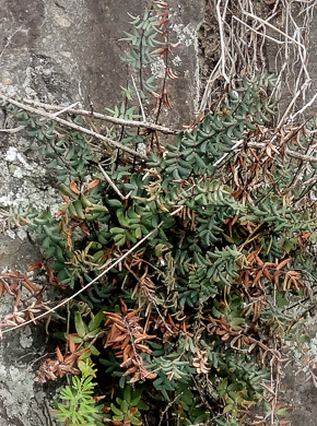 image of Pellaea wrightiana, Wright's Cliffbrake