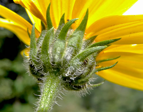 Helianthus tuberosus, Jerusalem Artichoke