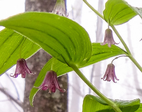 Streptopus lanceolatus var. lanceolatus, Rosy Twisted-stalk, Eastern Rose Mandarin, Eastern Twisted-stalk