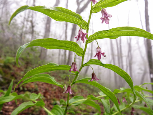 image of Streptopus lanceolatus var. lanceolatus, Rosy Twisted-stalk, Eastern Rose Mandarin, Eastern Twisted-stalk