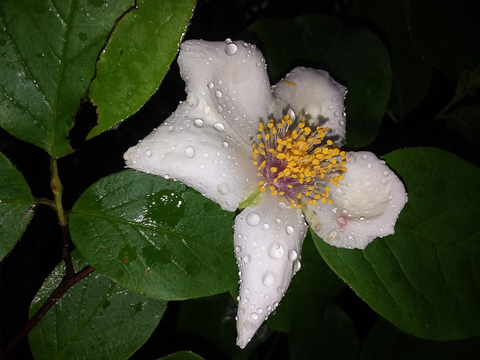 image of Stewartia ovata, Mountain Camellia, Mountain Stewartia