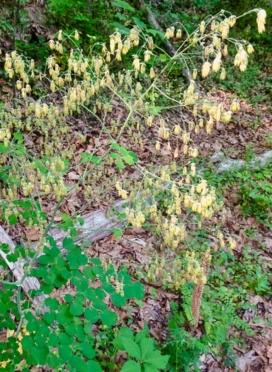 image of Thalictrum coriaceum, Appalachian Meadowrue, Maid-of-the-mist