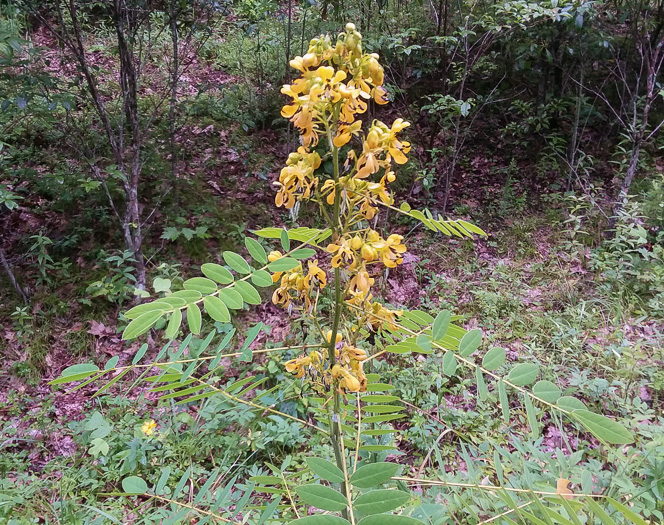 image of Senna marilandica, Maryland Wild Senna, Maryland Senna