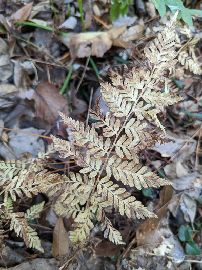 image of Athyrium asplenioides, Southern Lady Fern