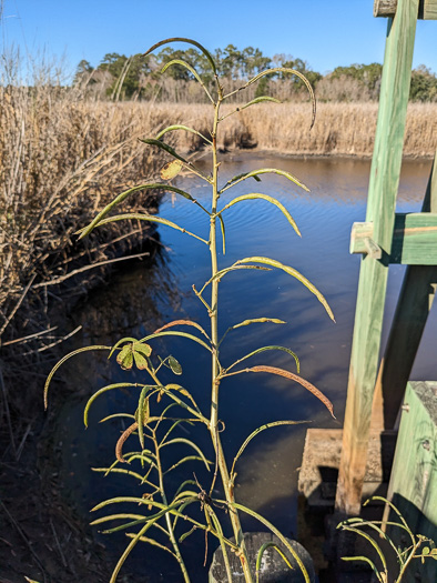 image of Senna obtusifolia, Coffeeweed, Sicklepod