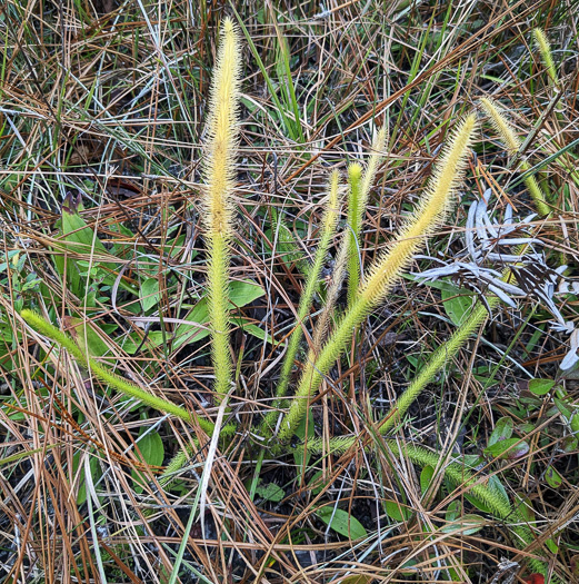 image of Lycopodiella alopecuroides, Foxtail Clubmoss, Foxtail Bog-clubmoss