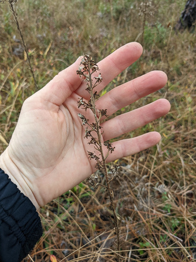 image of Trilisa paniculata, Deer's-tongue, Hairy Chaffhead, Panicled Chaffhead, Trilisa