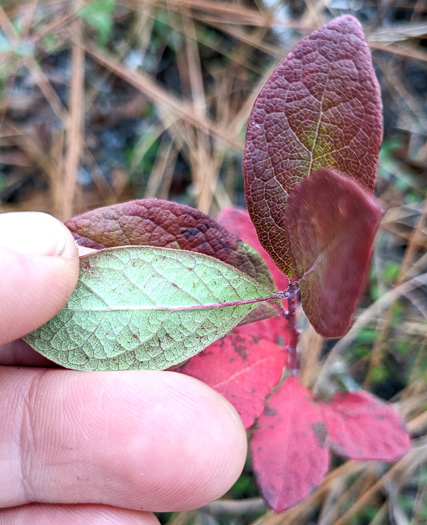 image of Gaylussacia baccata, Black Huckleberry, Crackleberry