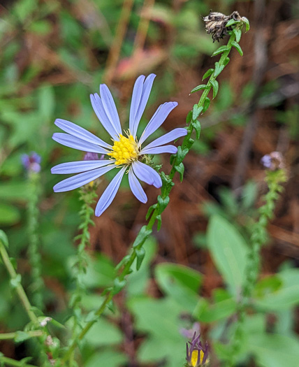 image of Symphyotrichum walteri, Walter's Aster