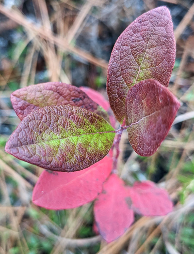 image of Gaylussacia frondosa, Dangleberry