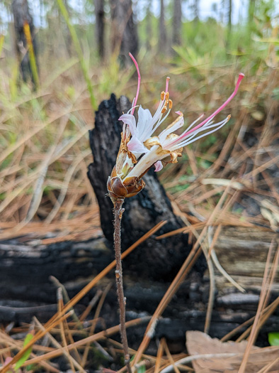 image of Rhododendron atlanticum, Dwarf Azalea, Coastal Azalea