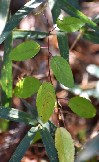 image of Berchemia scandens, Carolina Supplejack, American Rattan, Rattan-vine, Alabama Supplejack