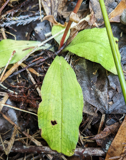 image of Ponthieva racemosa, Shadow Witch, Ponthieu's Orchid, Shadow-witch Orchid