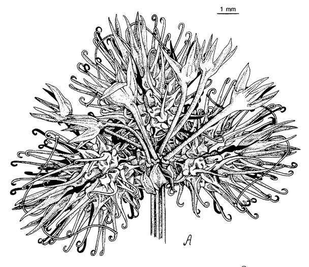 pedicel