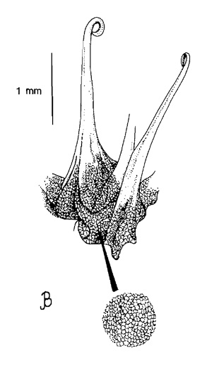 image of Sanicula marilandica, Black Snakeroot, Maryland Sanicle, Maryland Black-snakeroot