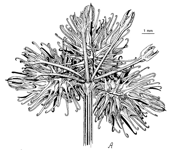 sessile