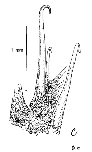 image of Sanicula trifoliata, Beaked Sanicle, Long-fruited Snakeroot, Large-fruited Sanicle, Largefruit Black-snakeroot