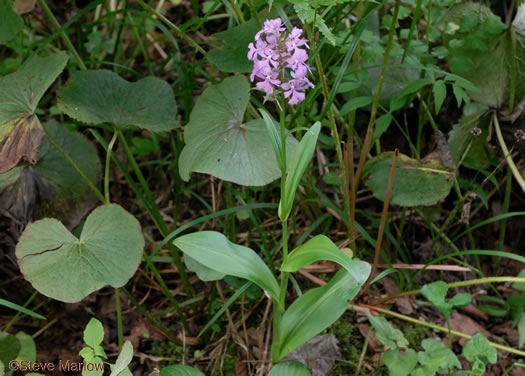 image of Platanthera grandiflora, Large Purple Fringed Orchid, Plume-royal, Greater Purple Fringed Orchid