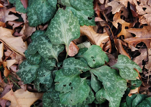 image of Pachysandra procumbens, Allegheny-spurge, Mountain Pachysandra