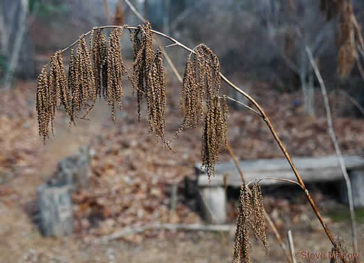 image of Aruncus dioicus var. dioicus, Eastern Goatsbeard, Bride's Feathers