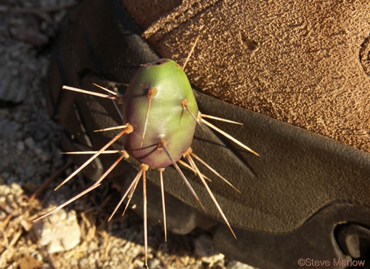 image of Opuntia drummondii, Dune Prickly-pear, Dune Devil-joint, Devils-joint Cactus, Little Prickly-pear