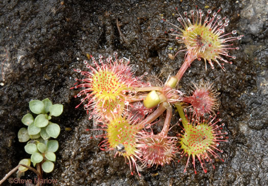 image of Drosera rotundifolia, Roundleaf Sundew