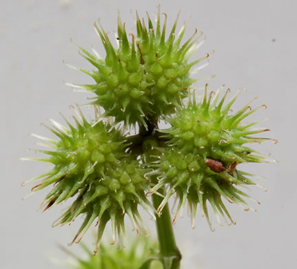 Sanicula canadensis var. canadensis, Canada Sanicle, Black Snakeroot, Canadian Black-snakeroot