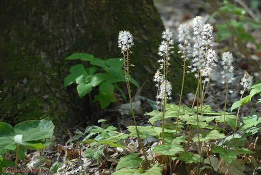 image of Tiarella wherryi, Wherry's Foamflower