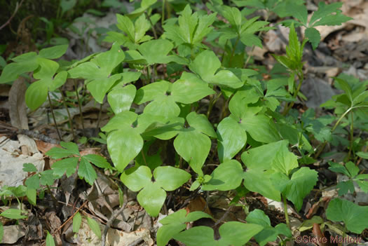 image of Hepatica acutiloba, Sharp-lobed Hepatica, Sharp-lobed Liverleaf