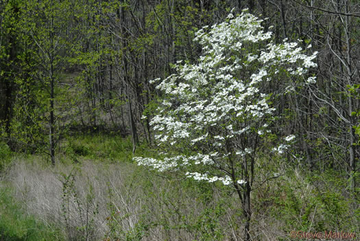 image of Benthamidia florida, Flowering Dogwood