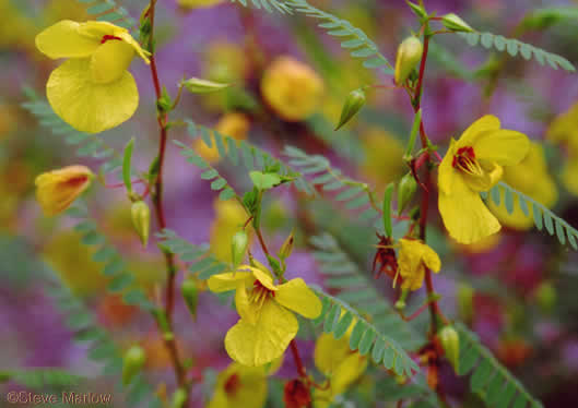 image of Chamaecrista fasciculata var. fasciculata, Common Partridge-pea, Showy Partridge Pea