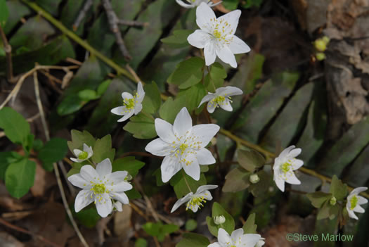 image of Thalictrum thalictroides, Windflower, Rue-anemone