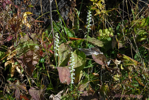 image of Spiranthes cernua, Nodding Ladies'-tresses