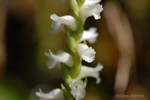 image of Spiranthes cernua, Nodding Ladies'-tresses