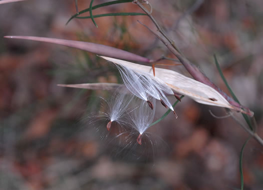 image of Asclepias verticillata, Whorled Milkweed, Narrowleaf Milkweed