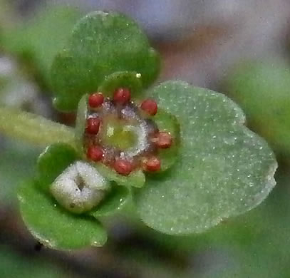 Chrysosplenium americanum