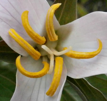 image of Trillium catesbyi, Catesby's Trillium, Rosy Wake-robin, Bashful Trillium, Rose Trillium