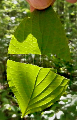 image of Benthamidia florida, Flowering Dogwood