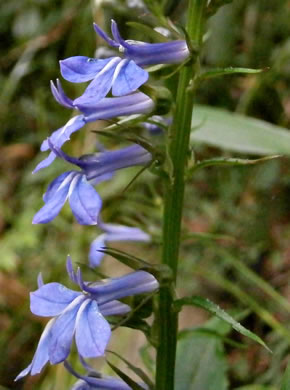 image of Lobelia puberula, Downy Lobelia, Hairy Lobelia