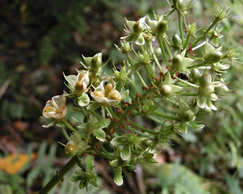 image of Amianthium muscitoxicum, Fly-poison