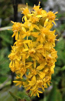 image of Solidago roanensis, Roan Mountain Goldenrod