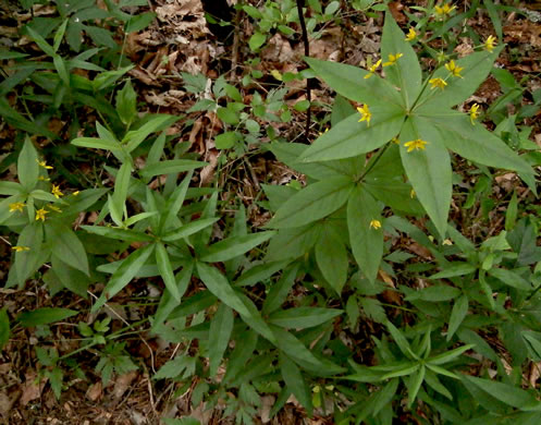 image of Lysimachia quadrifolia, Whorled Loosestrife