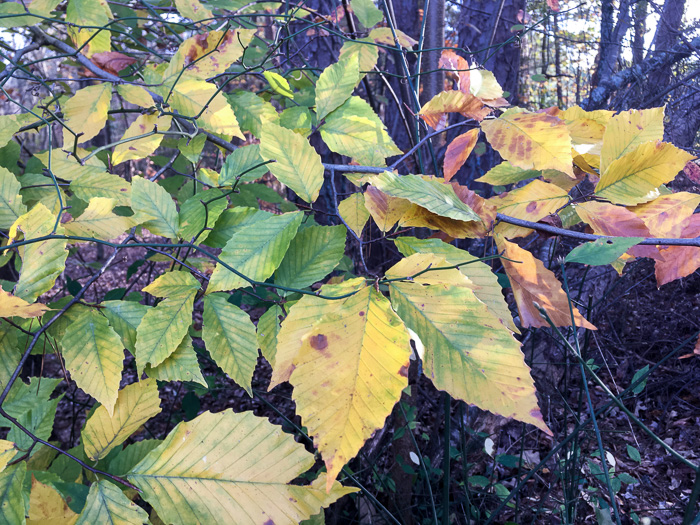 American Beech