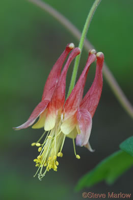 image of Aquilegia canadensis, Eastern Columbine, Canada Columbine